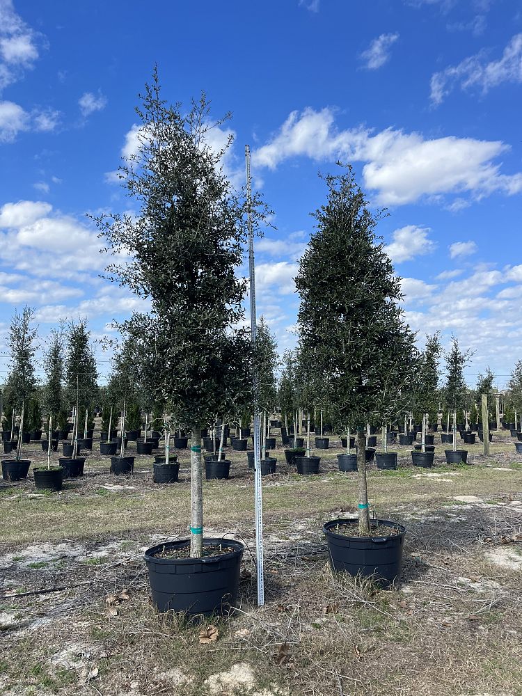 quercus-virginiana-live-oak-southern-oak-tree