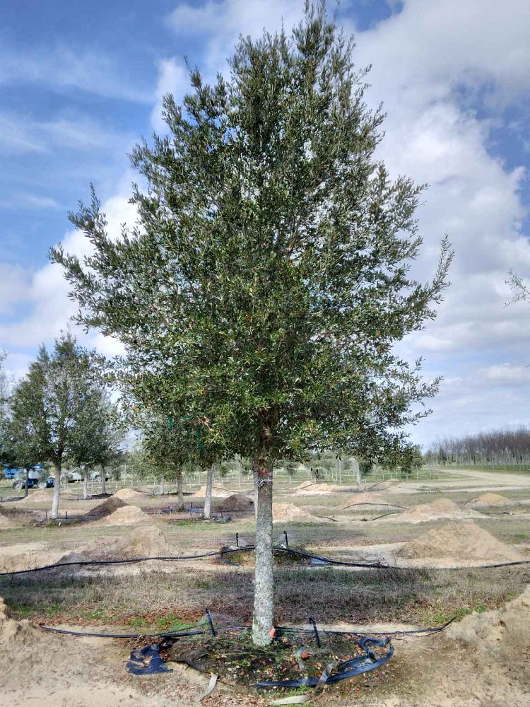 quercus-virginiana-live-oak-southern-oak-tree