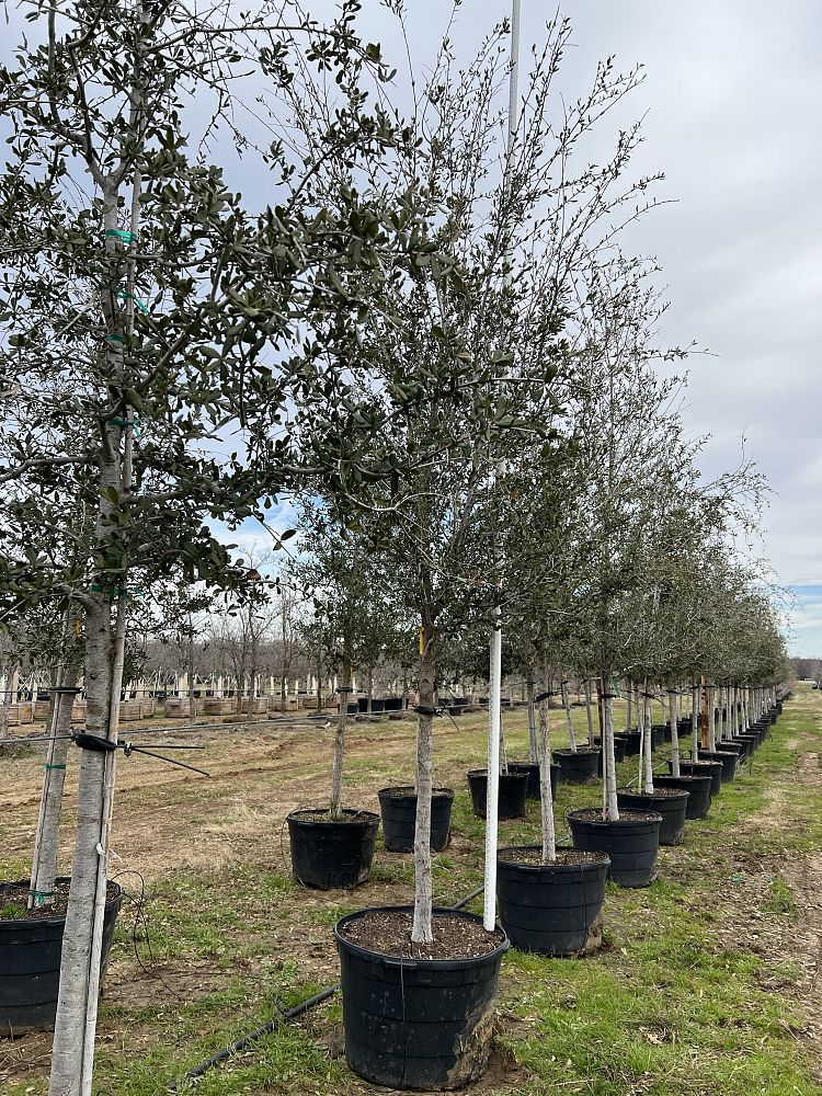 quercus-virginiana-live-oak-southern-oak-tree