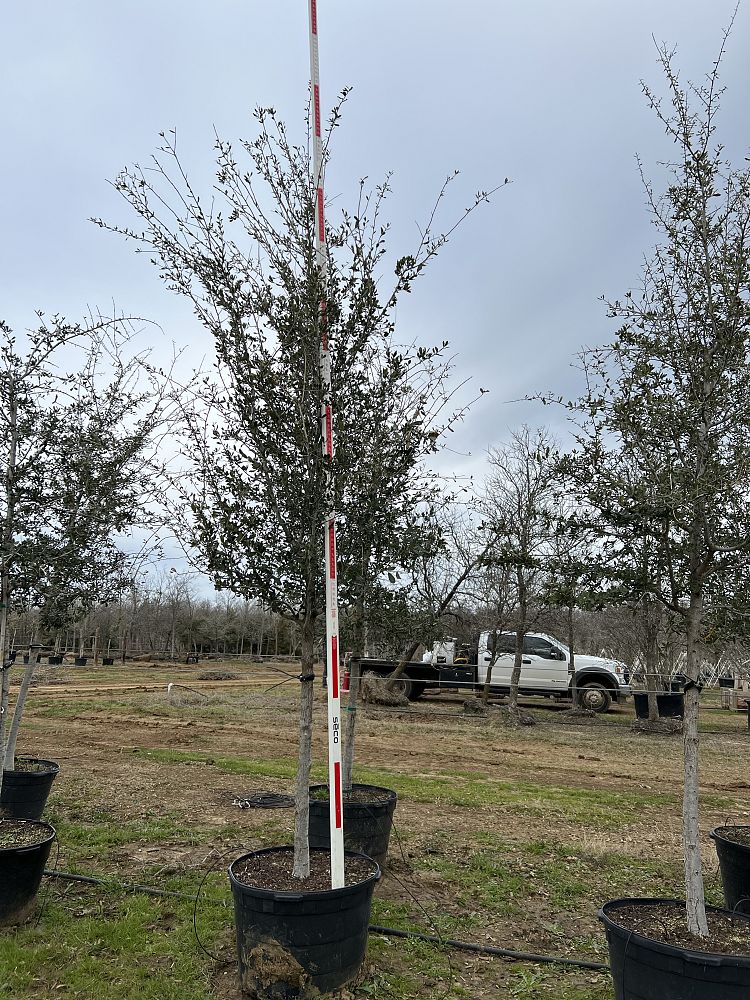 quercus-virginiana-live-oak-southern-oak-tree