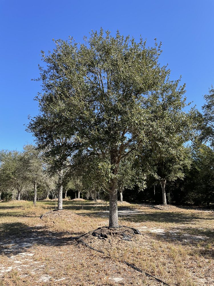 quercus-virginiana-live-oak-southern-oak-tree