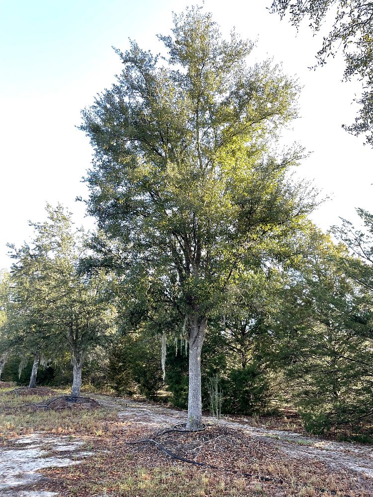 quercus-virginiana-live-oak-southern-oak-tree