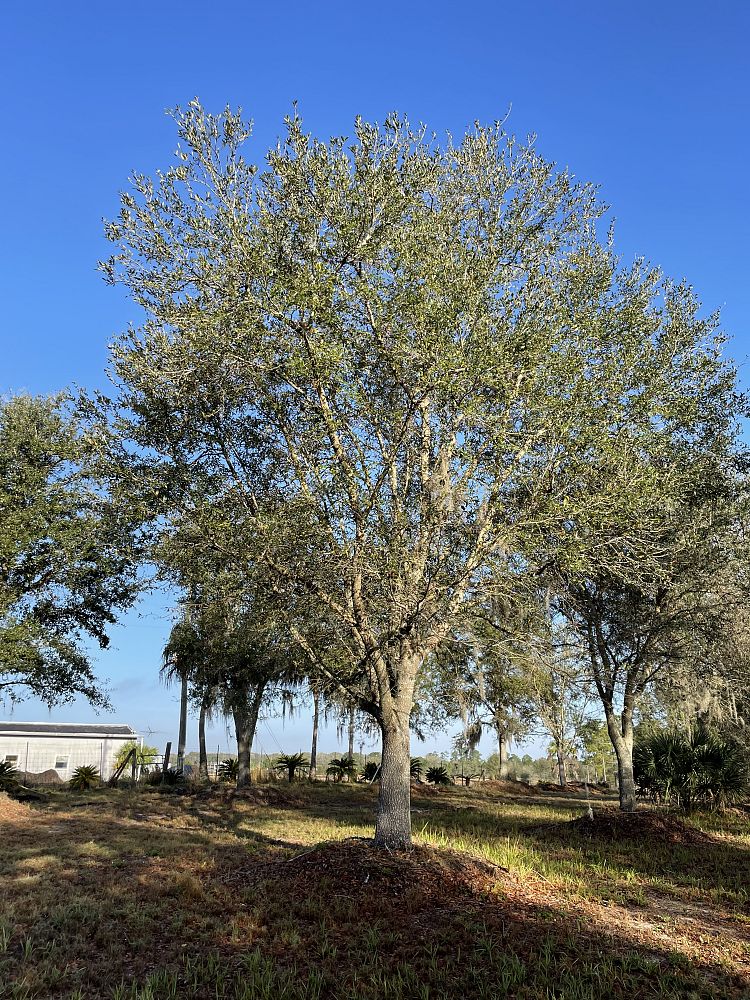 quercus-virginiana-live-oak-southern-oak-tree