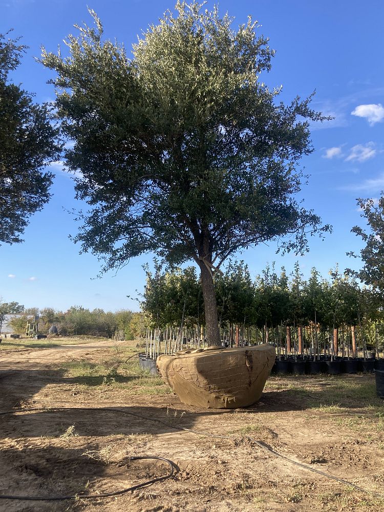 quercus-virginiana-live-oak-southern-oak-tree