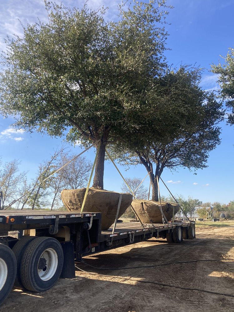 quercus-virginiana-live-oak-southern-oak-tree