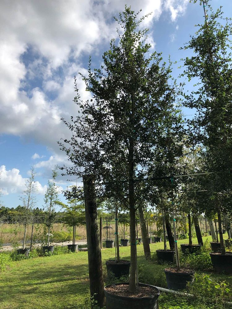 quercus-virginiana-live-oak-southern-oak-tree