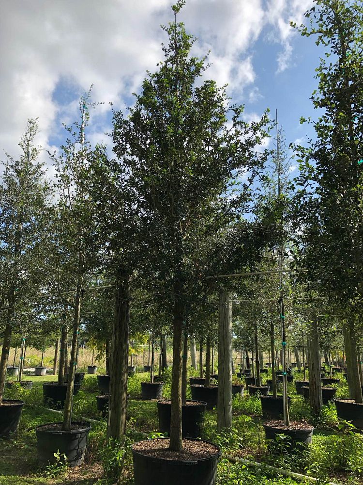 quercus-virginiana-live-oak-southern-oak-tree