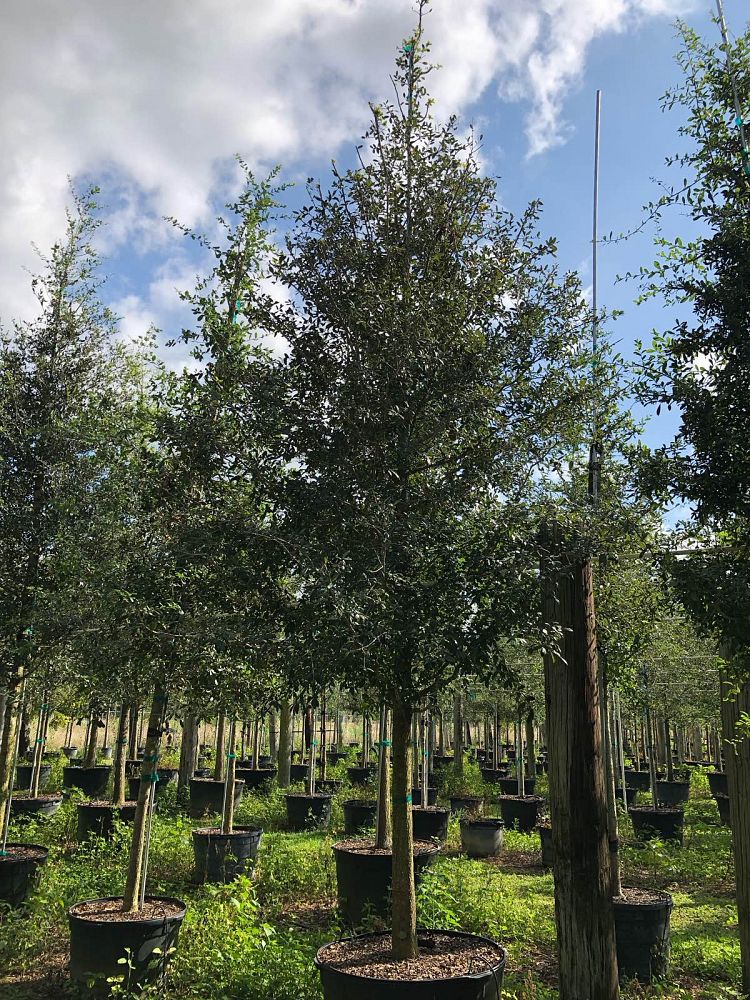 quercus-virginiana-live-oak-southern-oak-tree