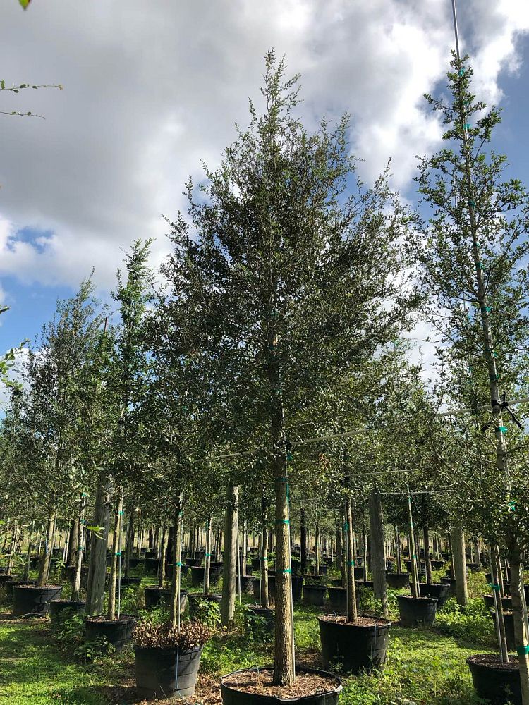 quercus-virginiana-live-oak-southern-oak-tree