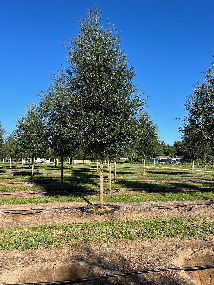 quercus-virginiana-live-oak-southern-oak-tree