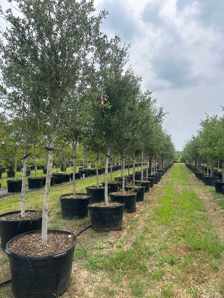 quercus-virginiana-live-oak-southern-oak-tree