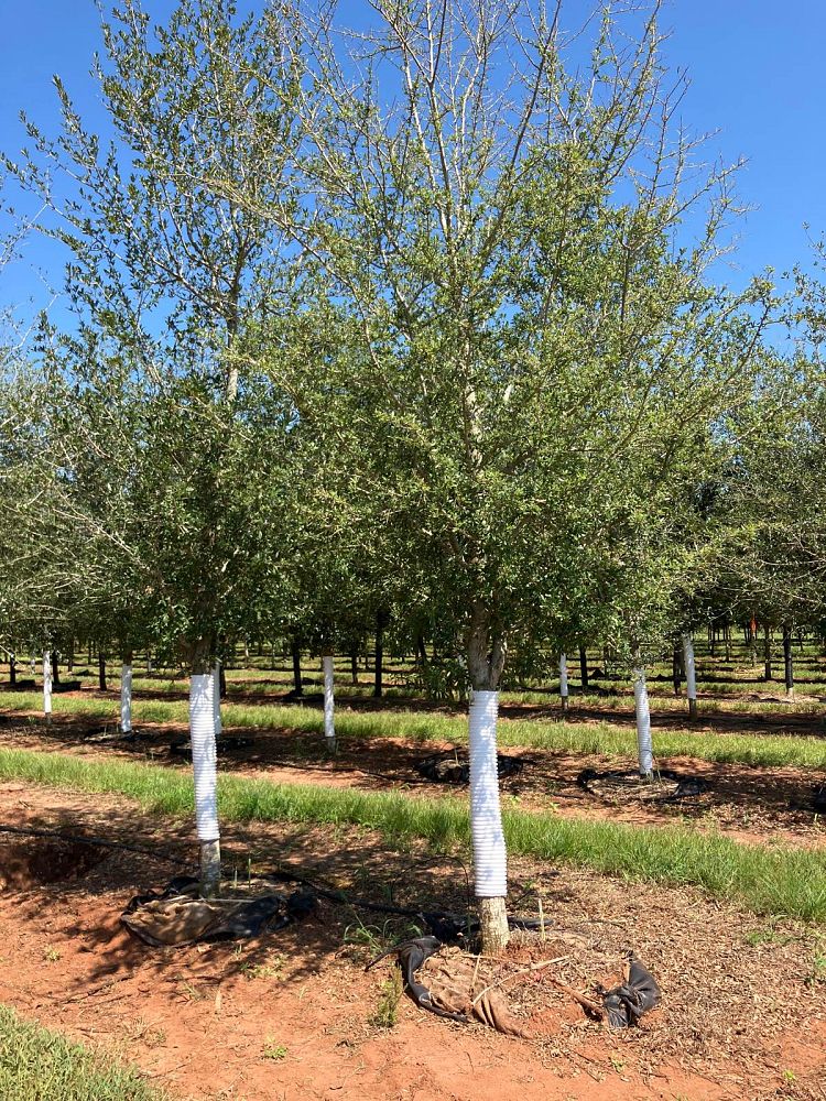 quercus-virginiana-live-oak-southern-oak-tree