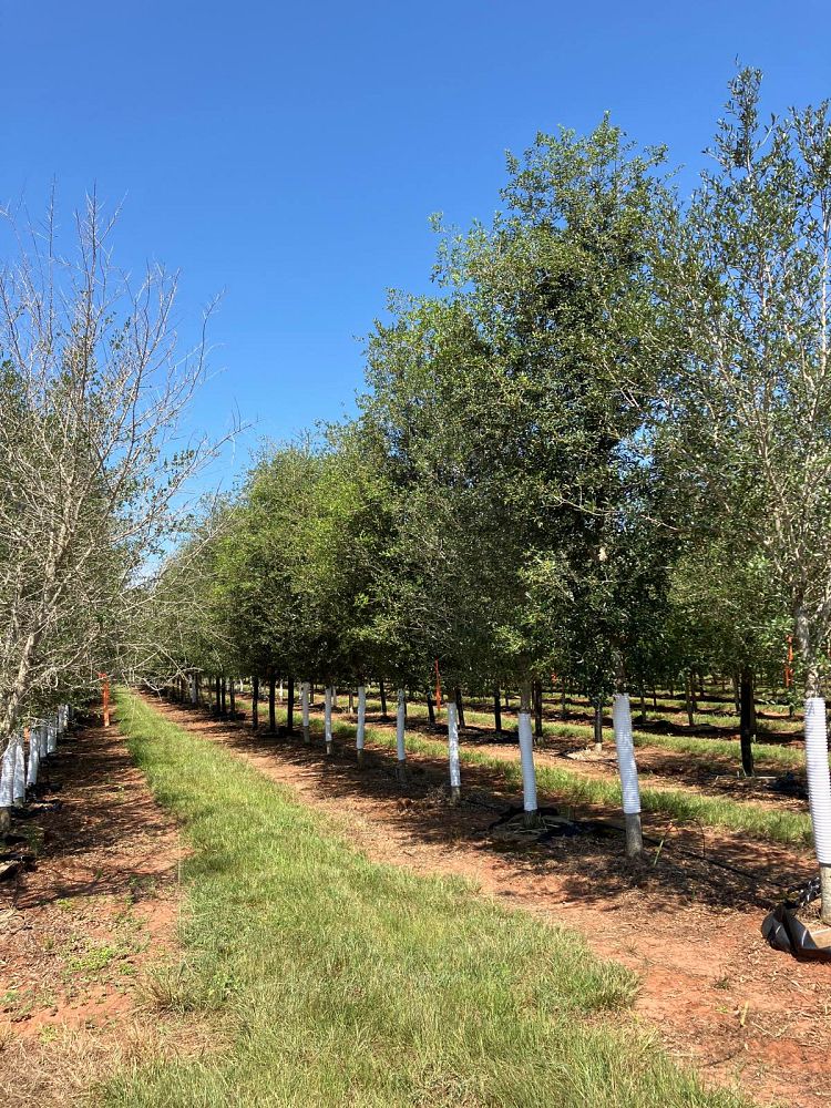 quercus-virginiana-live-oak-southern-oak-tree