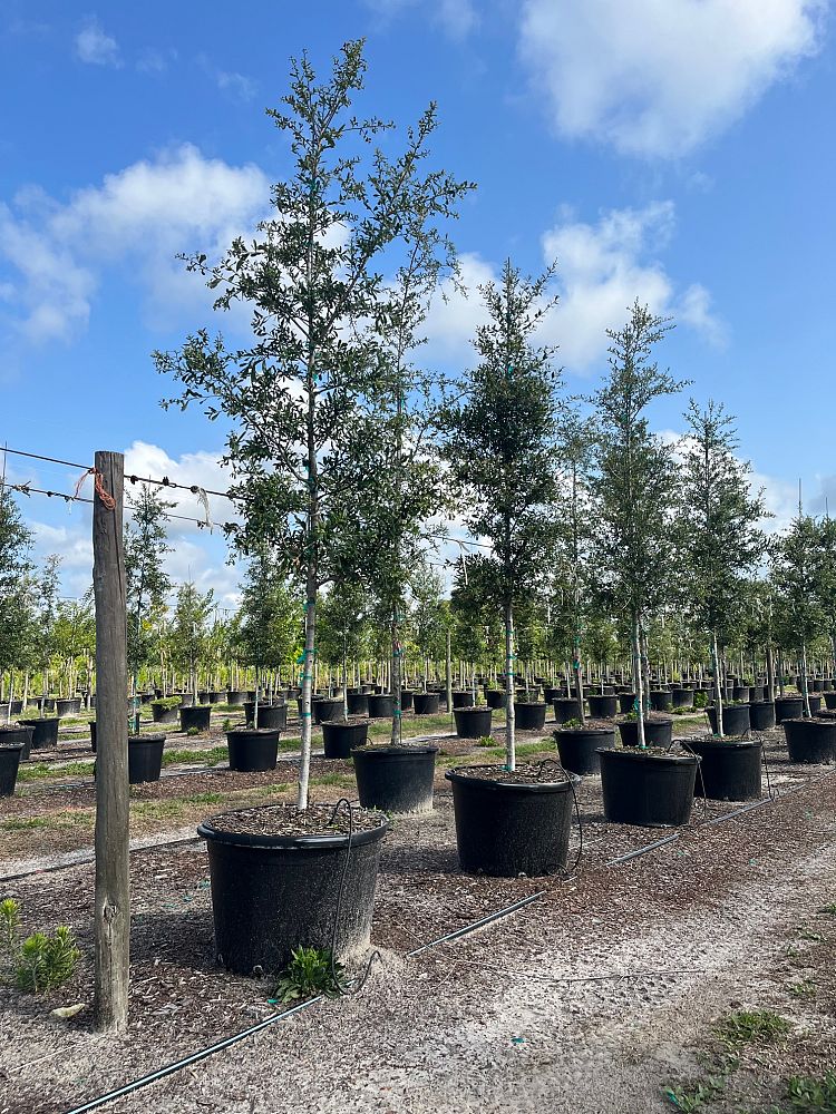 quercus-virginiana-live-oak-southern-oak-tree