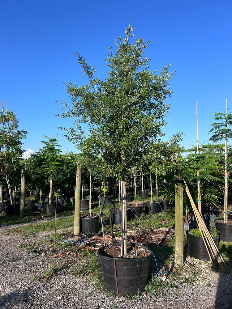 quercus-virginiana-live-oak-southern-oak-tree