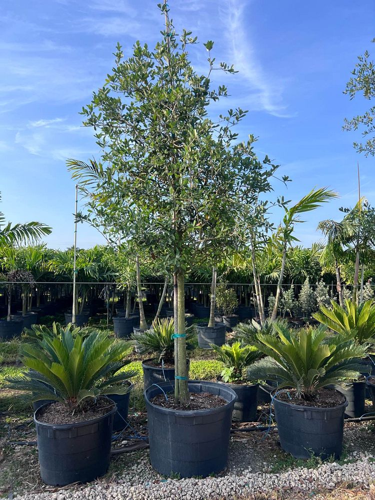 quercus-virginiana-live-oak-southern-oak-tree