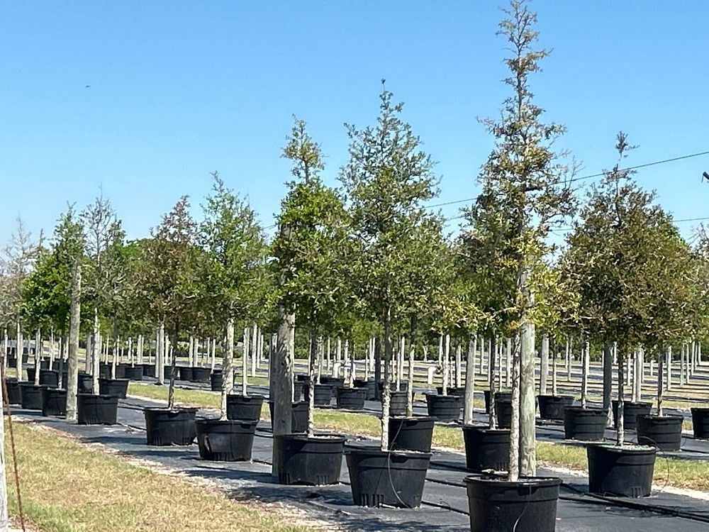 quercus-virginiana-live-oak-southern-oak-tree