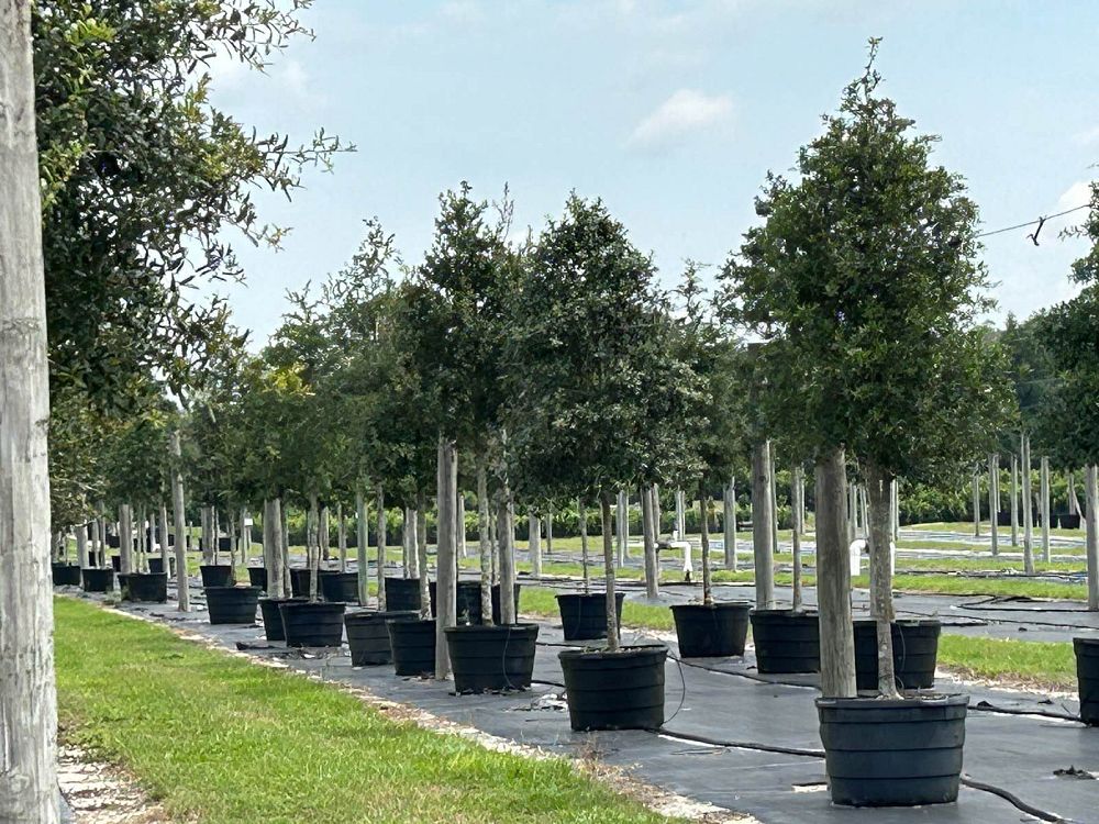 quercus-virginiana-live-oak-southern-oak-tree