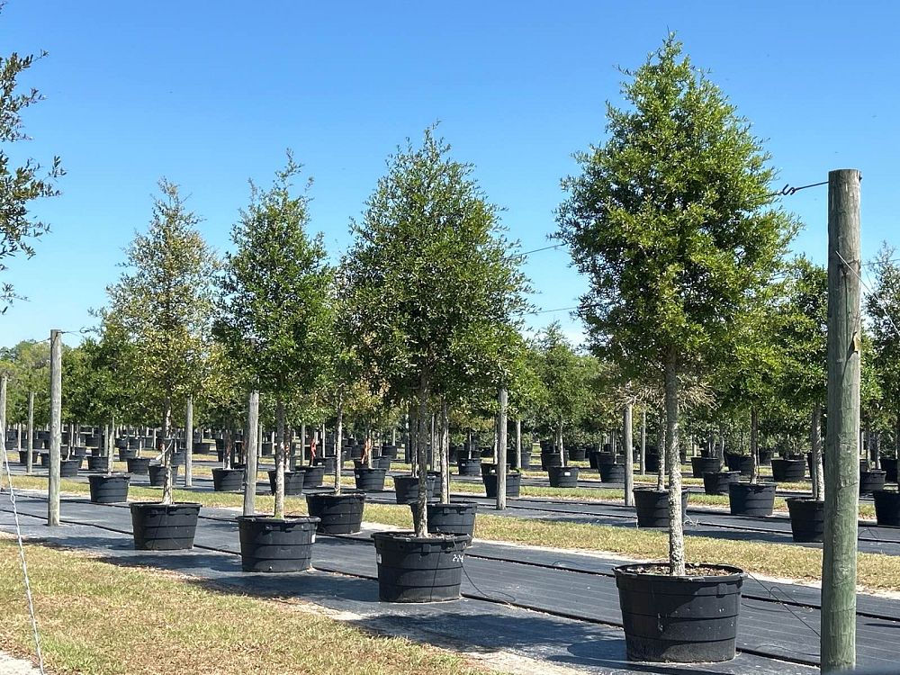 quercus-virginiana-live-oak-southern-oak-tree