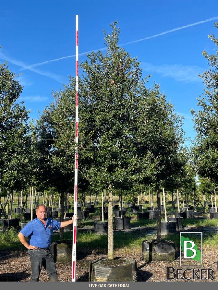 quercus-virginiana-live-oak-southern-oak-tree
