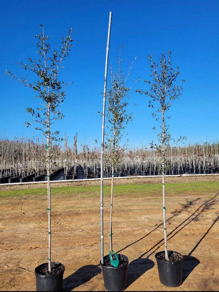 quercus-virginiana-live-oak-southern-oak-tree