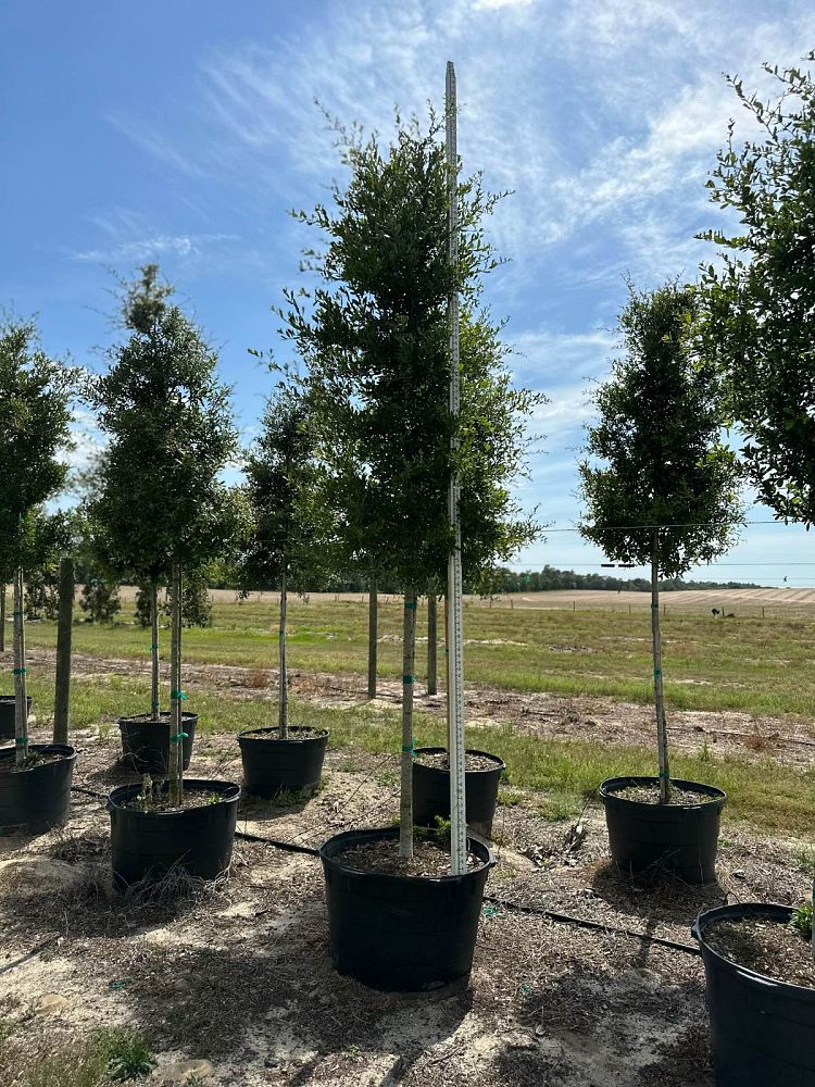 quercus-virginiana-live-oak-southern-oak-tree