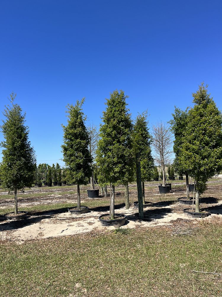 quercus-virginiana-live-oak-southern-oak-tree