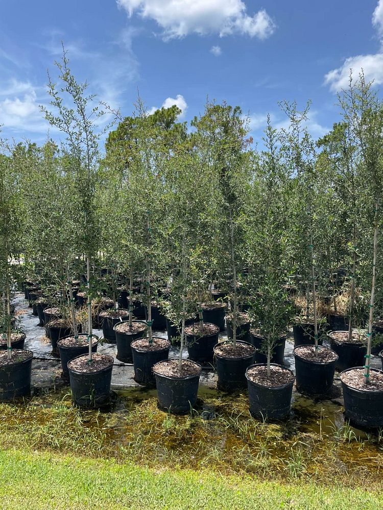 quercus-virginiana-live-oak-southern-oak-tree