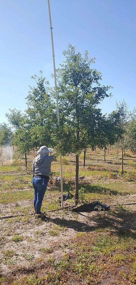 quercus-virginiana-live-oak-southern-oak-tree