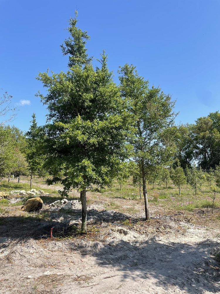 quercus-virginiana-live-oak-southern-oak-tree
