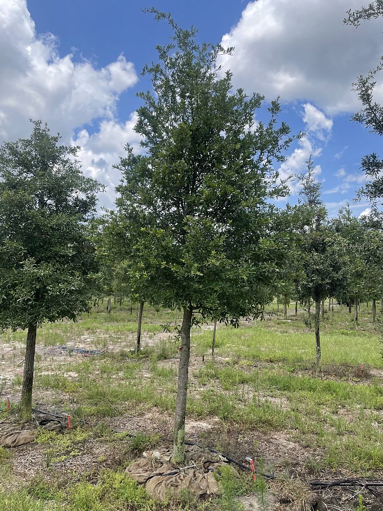 quercus-virginiana-live-oak-southern-oak-tree