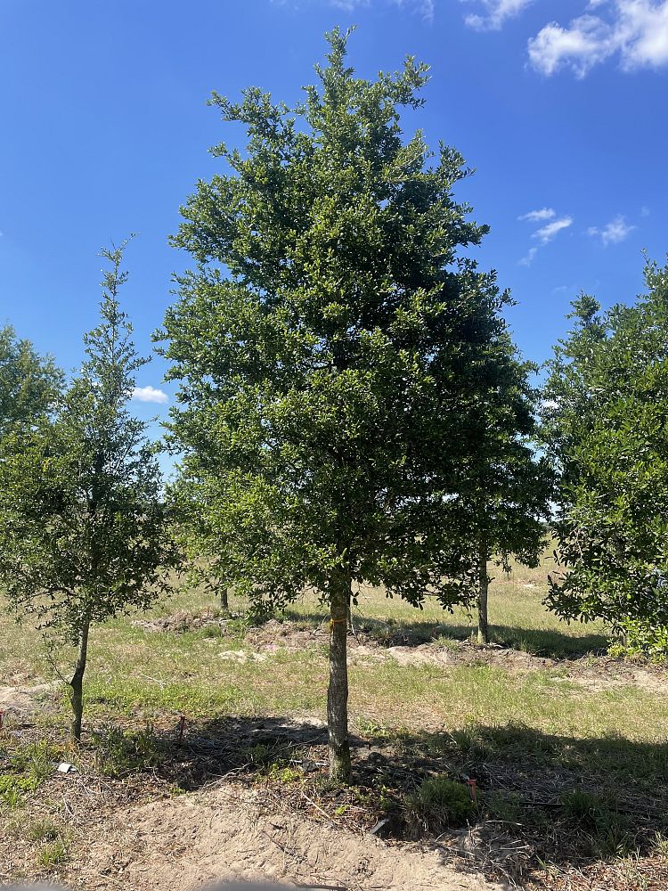 quercus-virginiana-live-oak-southern-oak-tree