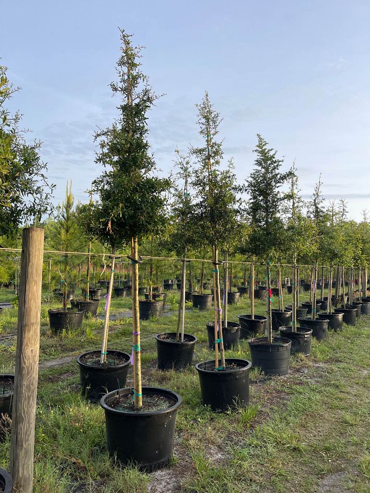quercus-virginiana-live-oak-southern-oak-tree