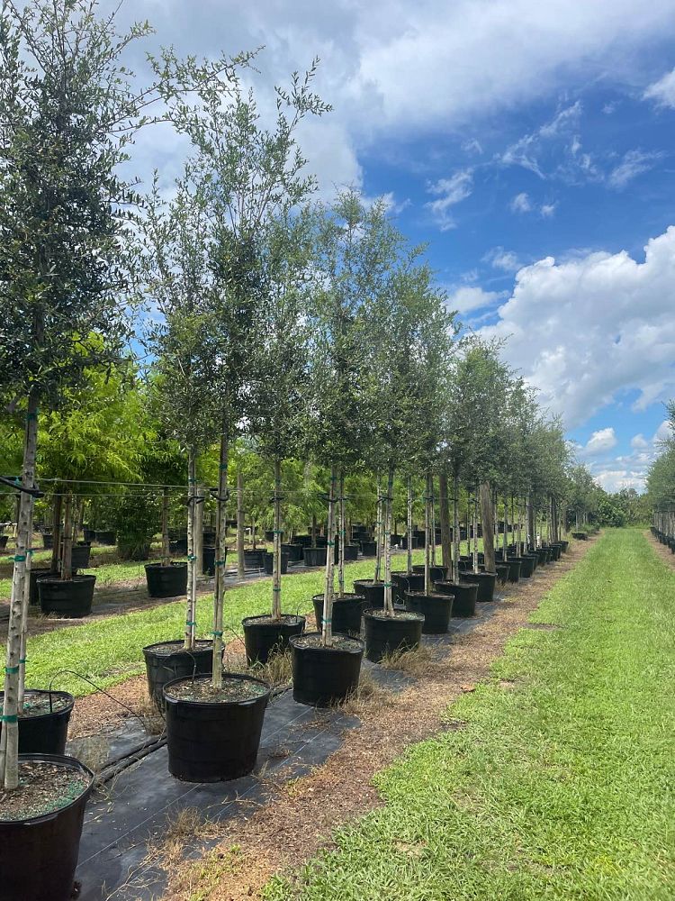 quercus-virginiana-live-oak-southern-oak-tree