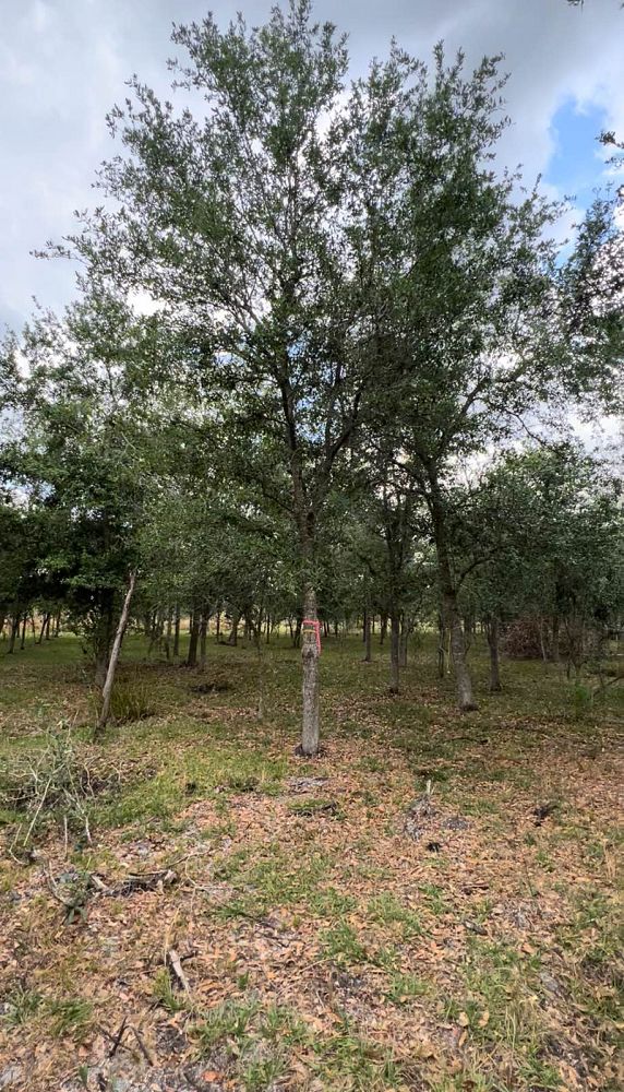 quercus-virginiana-live-oak-southern-oak-tree