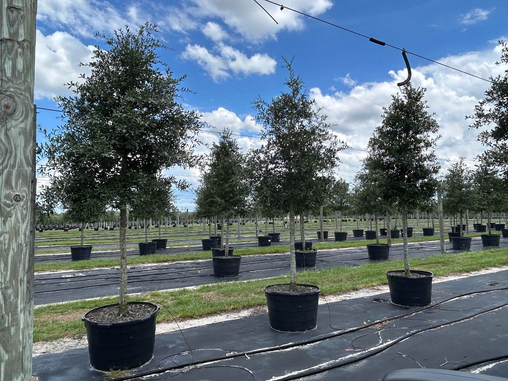 quercus-virginiana-live-oak-southern-oak-tree