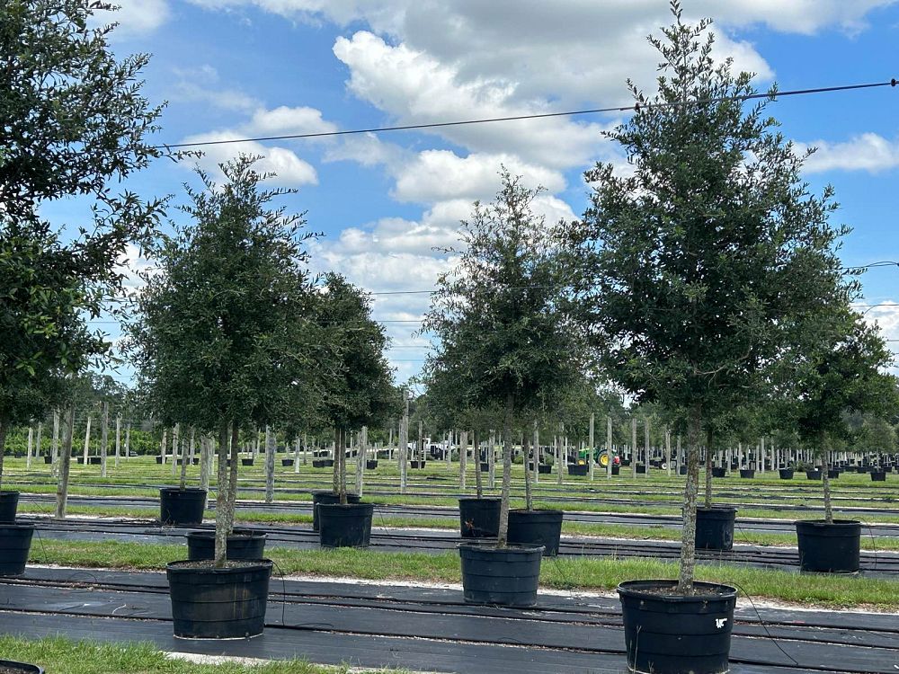 quercus-virginiana-live-oak-southern-oak-tree