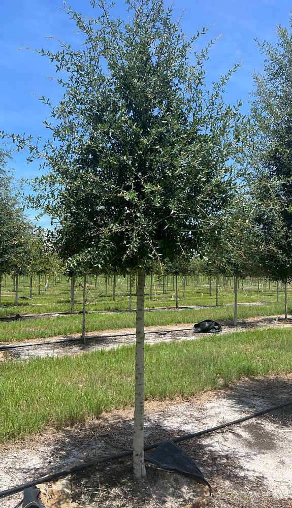quercus-virginiana-live-oak-southern-oak-tree