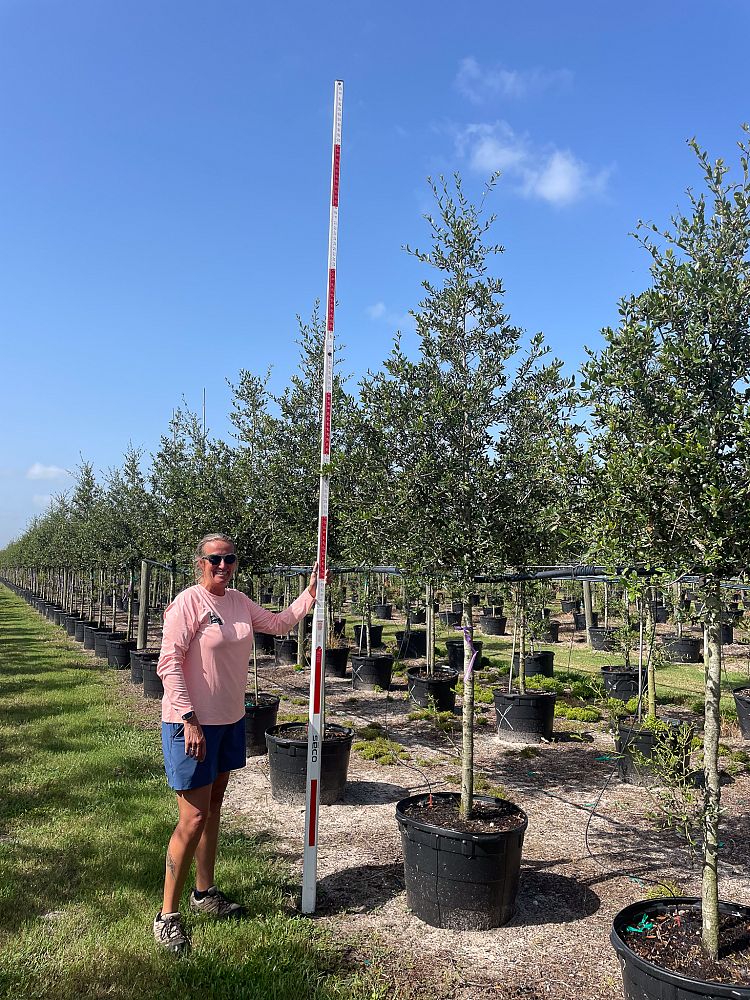 quercus-virginiana-live-oak-southern-oak-tree