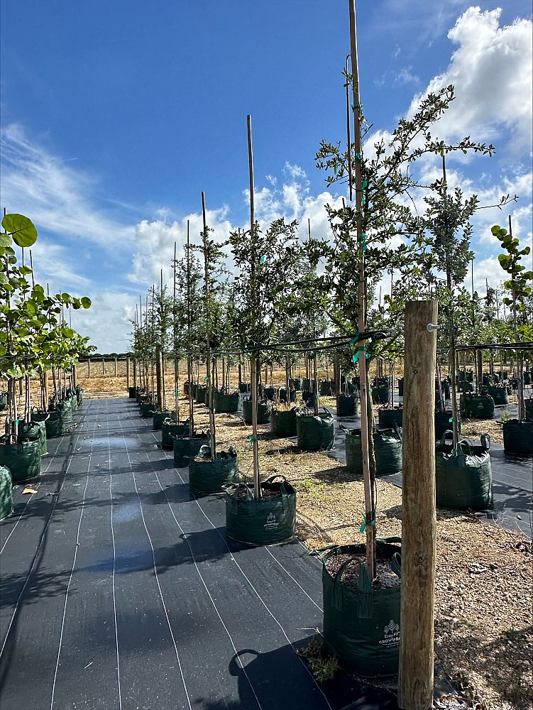quercus-virginiana-live-oak-southern-oak-tree