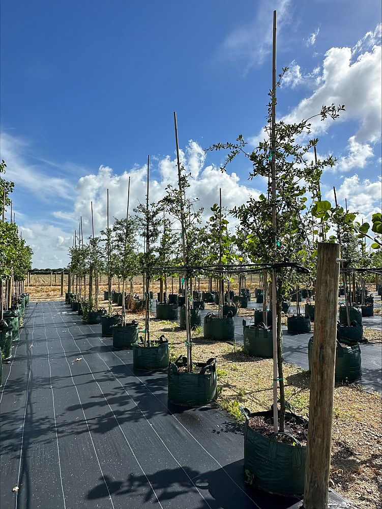 quercus-virginiana-live-oak-southern-oak-tree