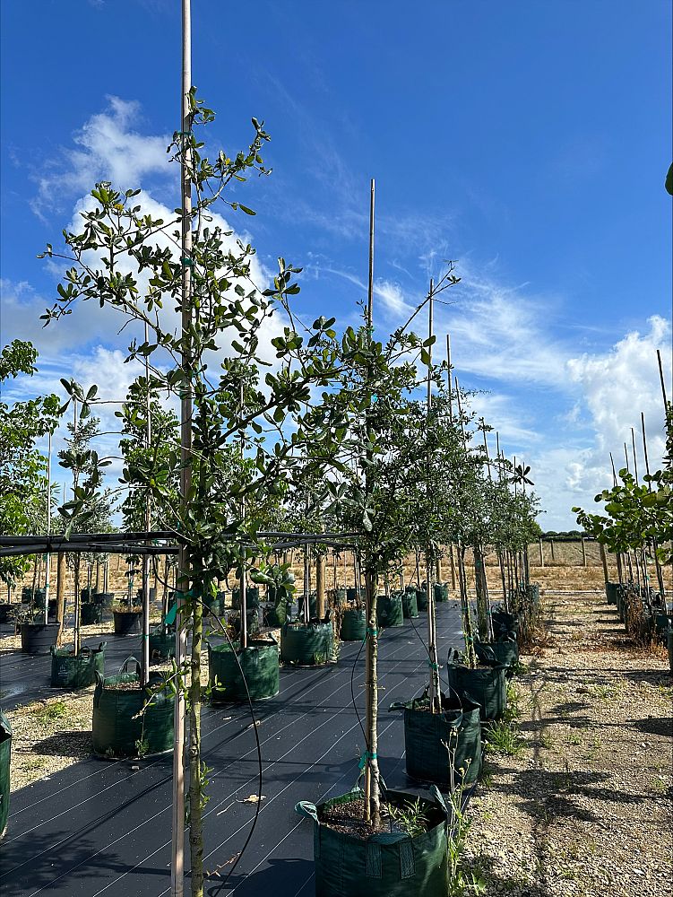 quercus-virginiana-live-oak-southern-oak-tree