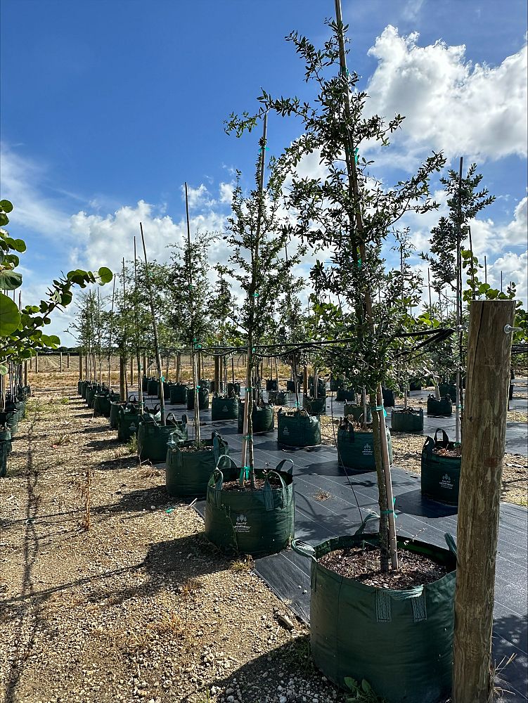 quercus-virginiana-live-oak-southern-oak-tree