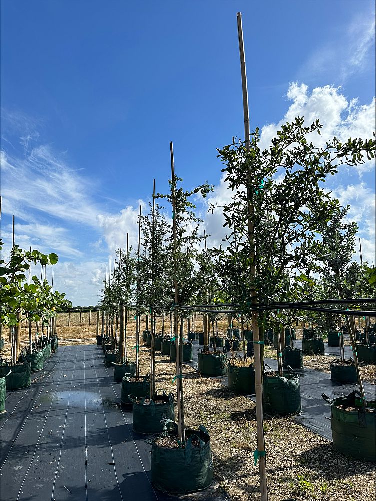 quercus-virginiana-live-oak-southern-oak-tree