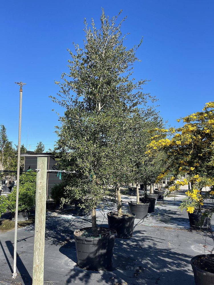 quercus-virginiana-live-oak-southern-oak-tree
