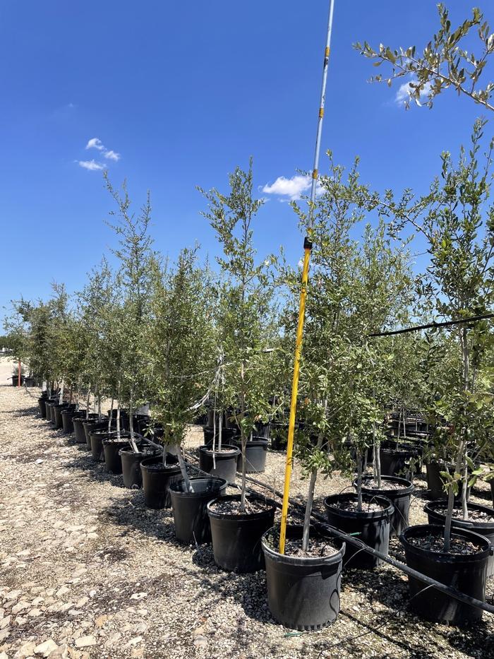 quercus-virginiana-live-oak-southern-oak-tree
