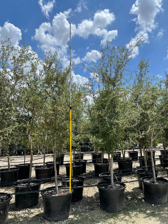 quercus-virginiana-live-oak-southern-oak-tree