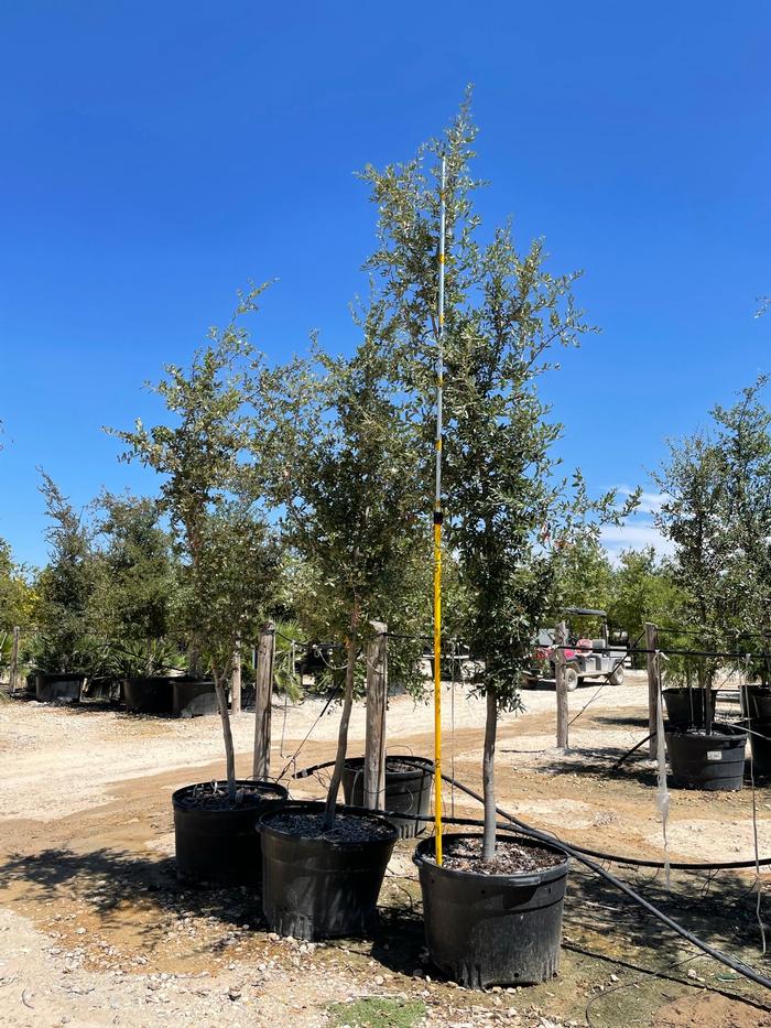 quercus-virginiana-live-oak-southern-oak-tree