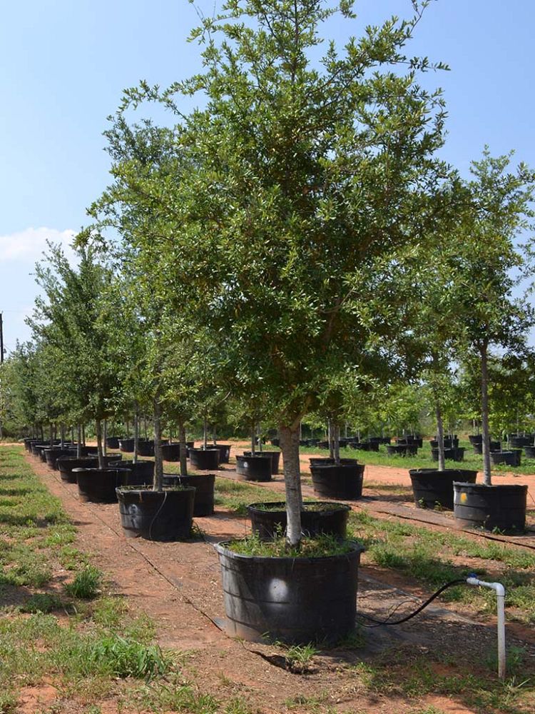 quercus-virginiana-live-oak-southern-oak-tree