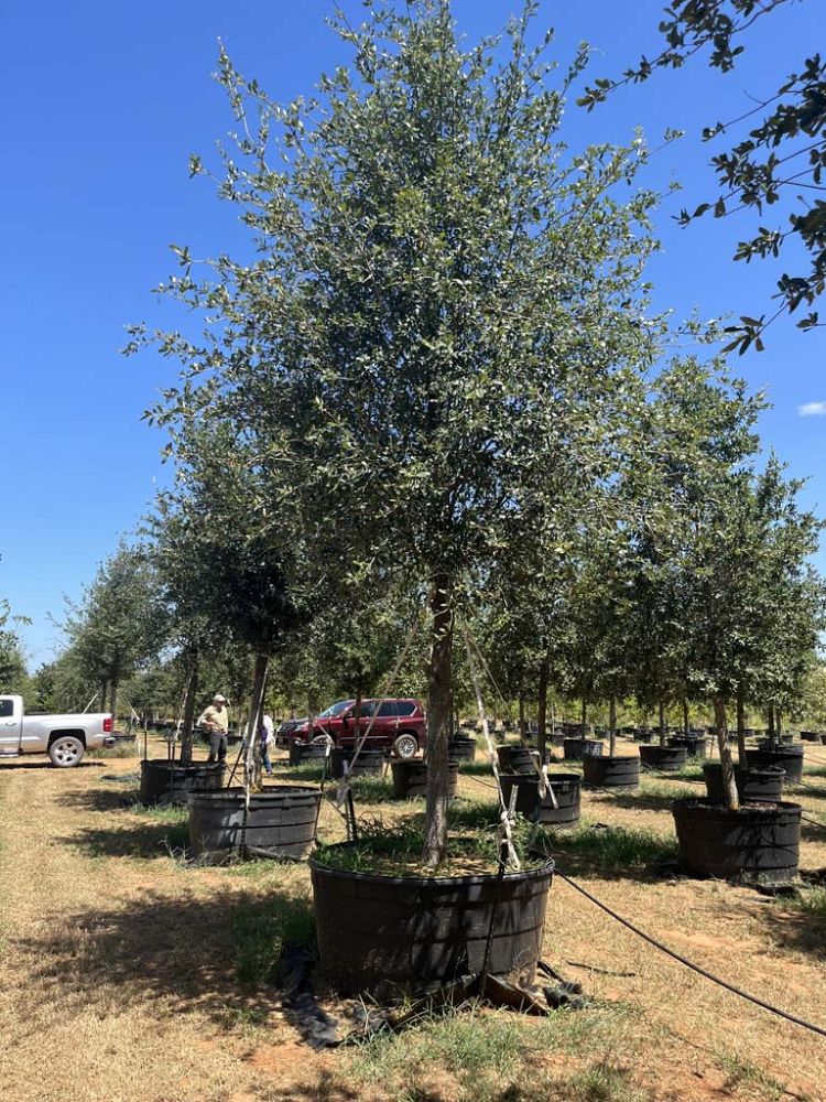 quercus-virginiana-live-oak-southern-oak-tree